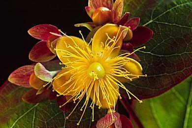 全是假的 世界最强《吉他英雄》玩家被实锤作弊